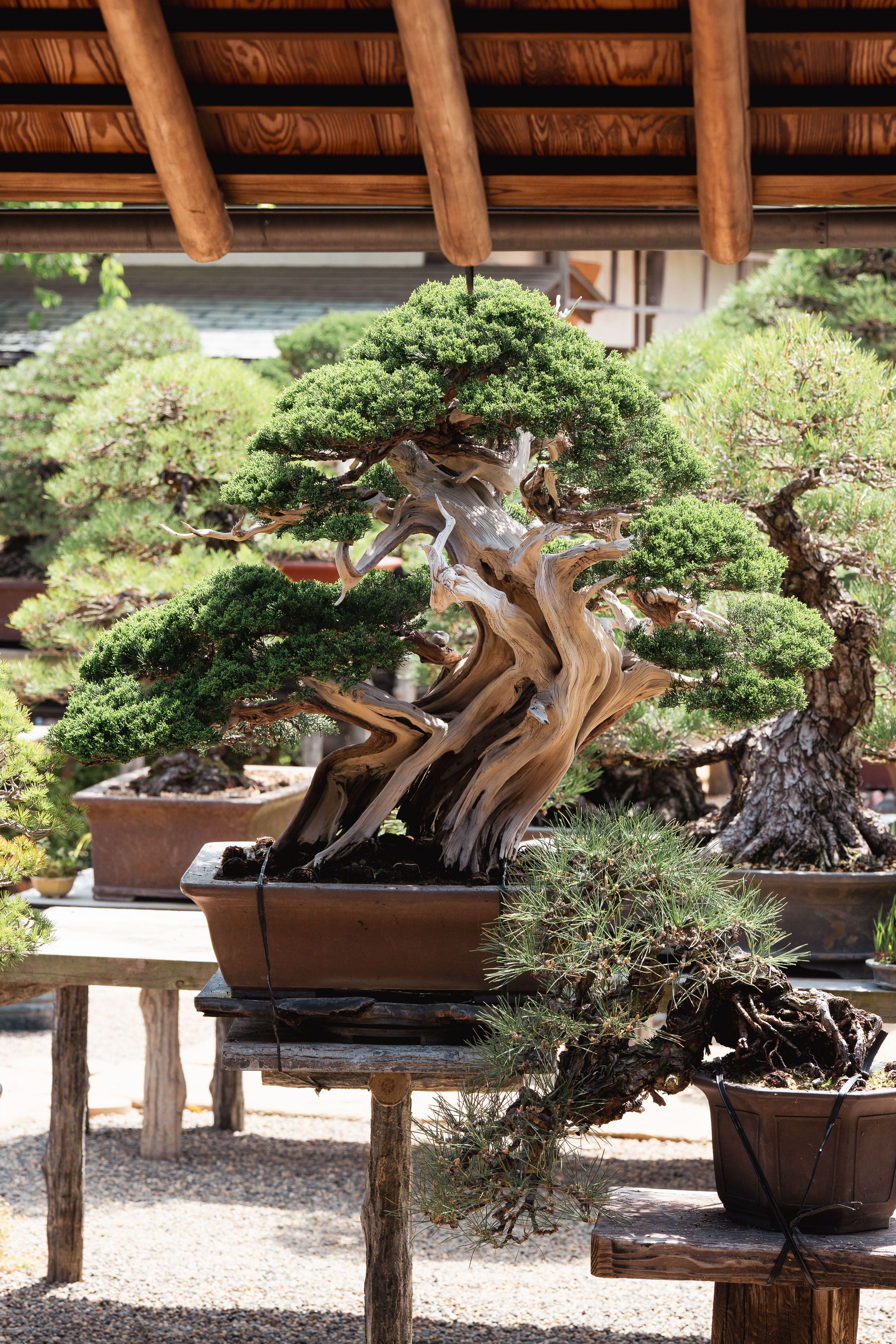 Serene Japanese Bonsai Garden Display  Free Stock Photo