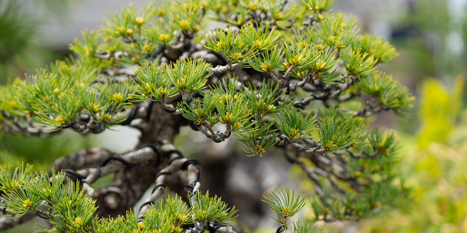 A close-up of a lush, green bonsai pine tree, possibly a Japanese White Pine or Pinus mugo, featuring a thick, gnarled trunk and wired branches.