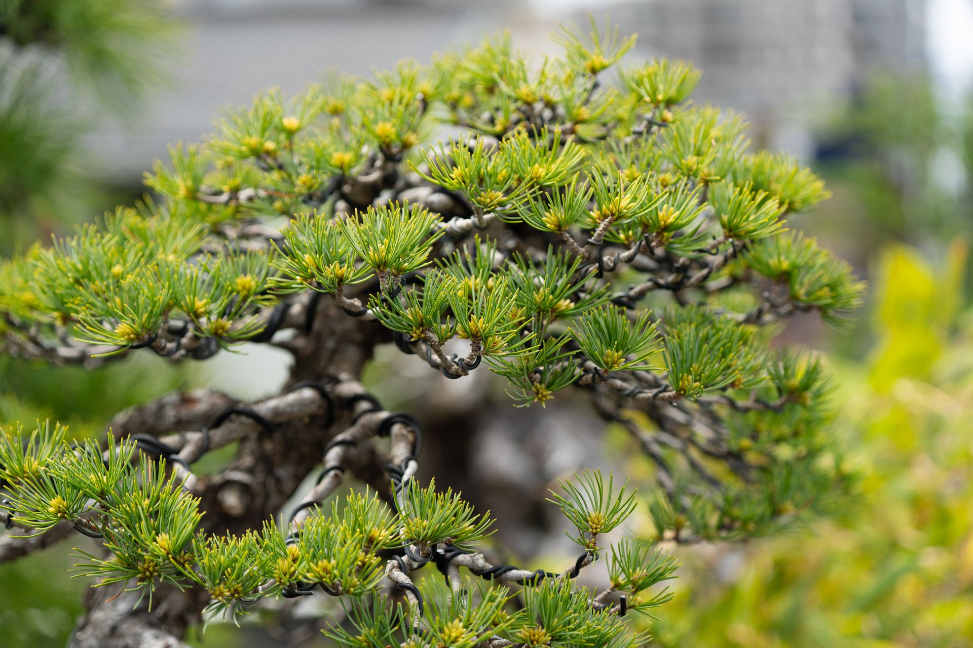 Close-up of a bonsai tree showcasing intricate branch structure in a serene Tokyo garden.