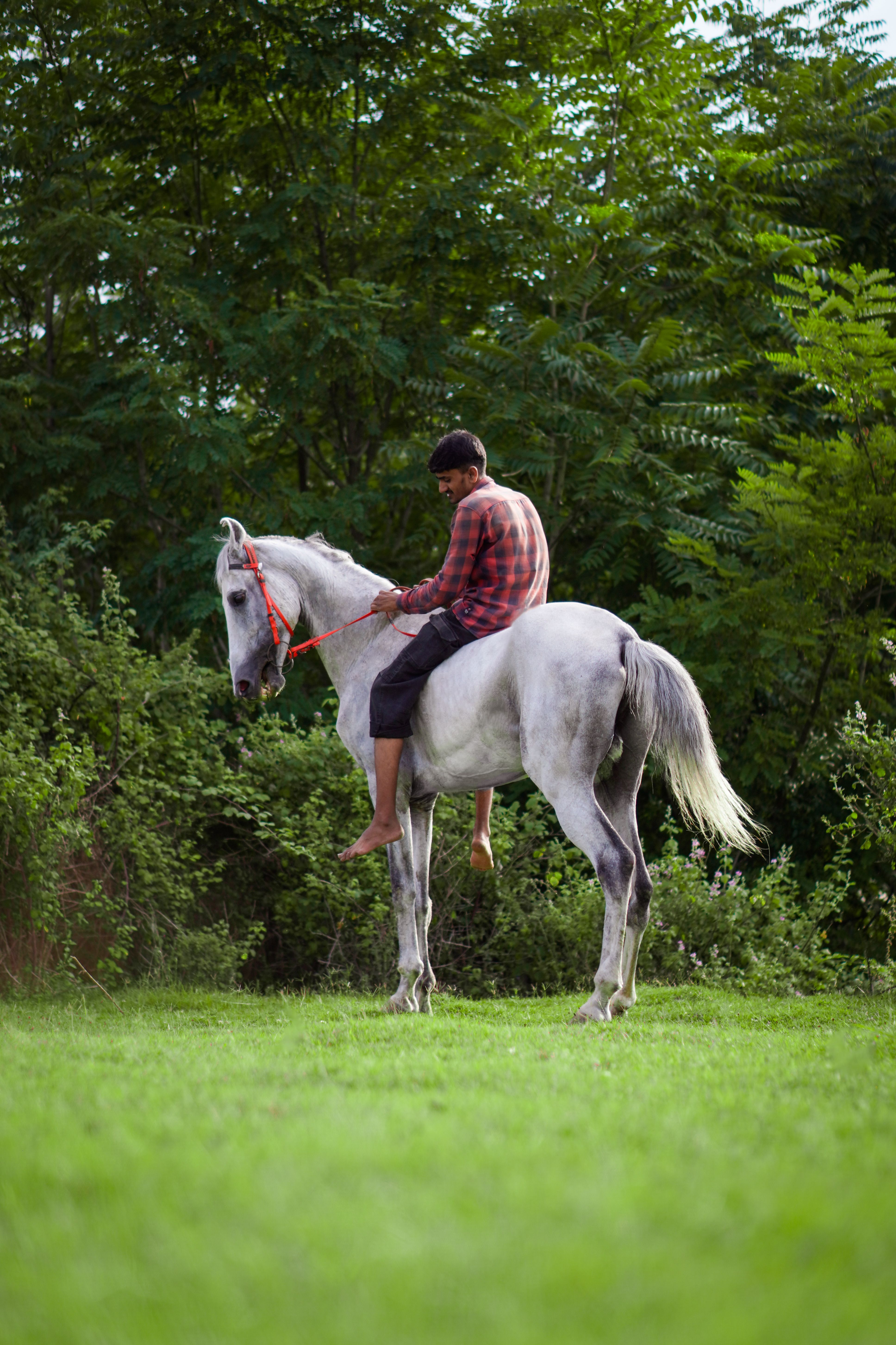 Man Riding Grey Horse in Lush Green Field · Free Stock Photo
