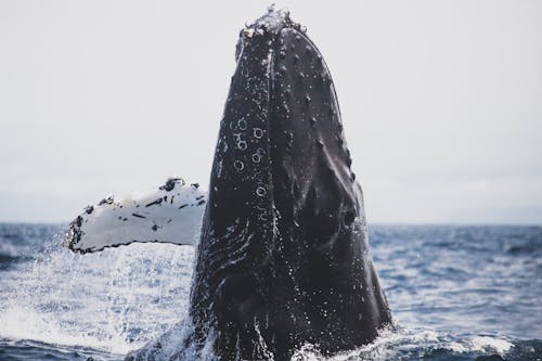 Free Black Whale in Ocean Stock Photo