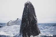 座头鲸闯入加州海岸海域的壮丽景象，展现了海洋野生动物的魅力