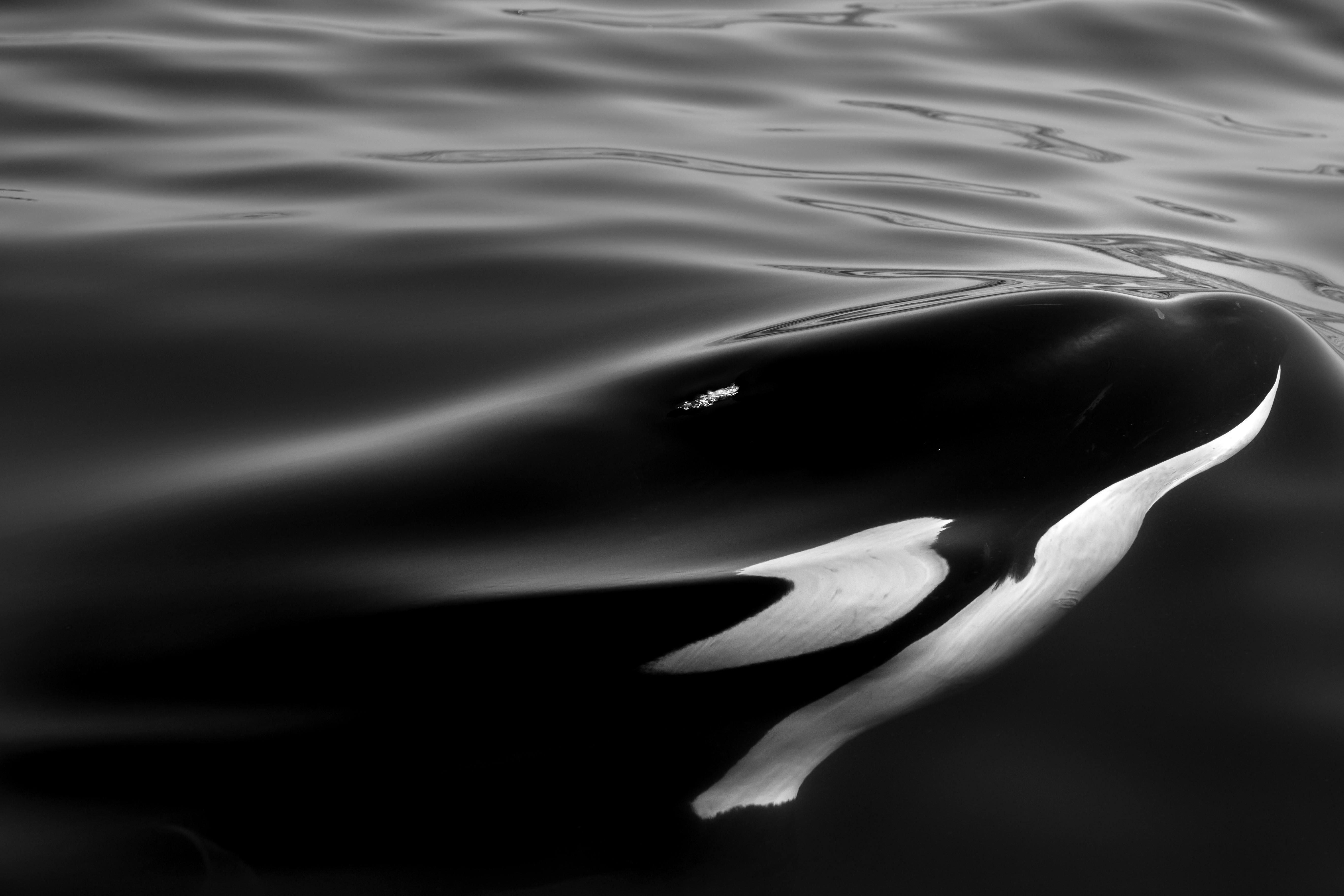 orca whales wallpaper