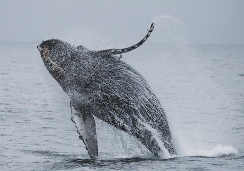 бесплатная Горбатый кит прыгает над морем Стоковое фото
