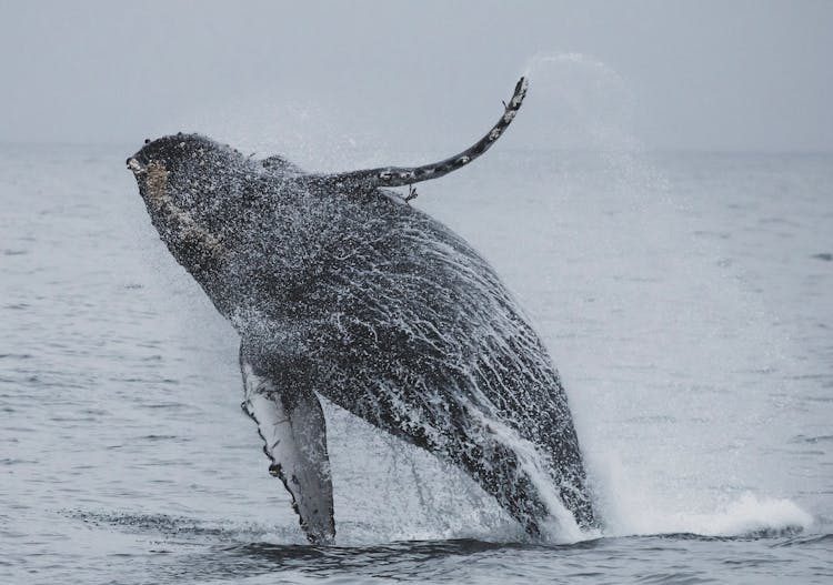 Humpback Whale Jumping Over The Sea