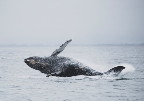 Free Baleine Sautant Au Dessus De L'eau De Mer Stock Photo