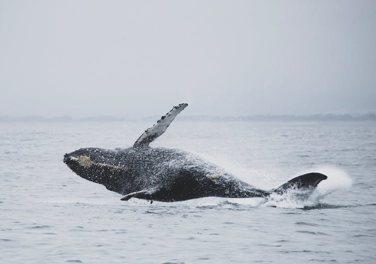 Whale Jumping Above Sea Water