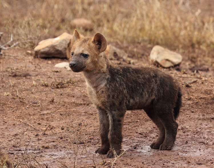 Brown Hyena Cub