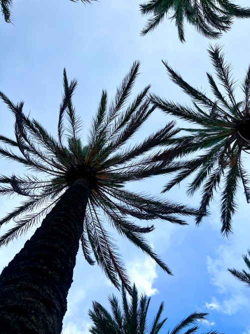 Free Upward view of palm trees with blue sky and clouds capturing a sunny, tropical vibe. Stock Photo