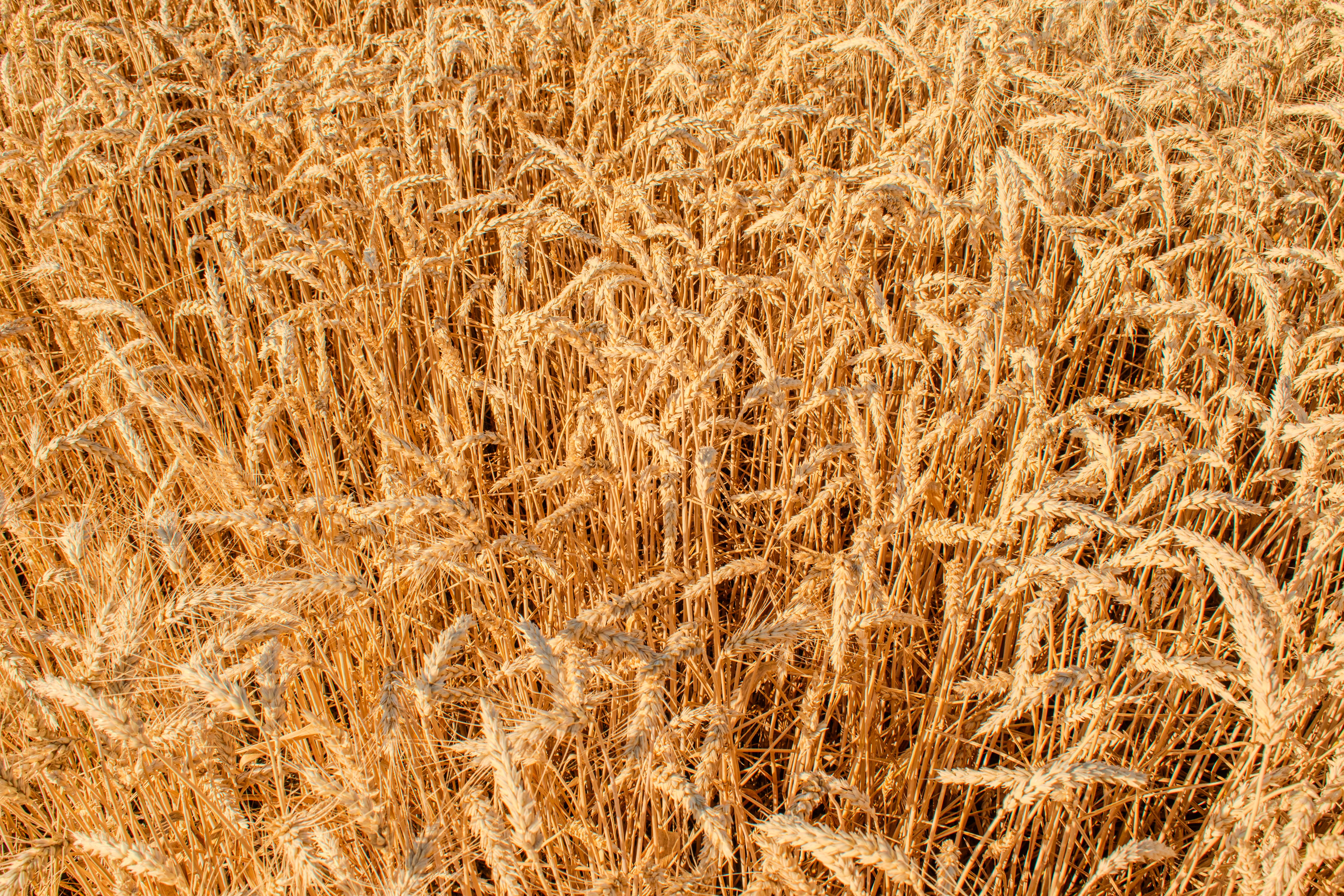 Expansive golden wheat field during summer harvest with a rich textured landscape in rural countryside.