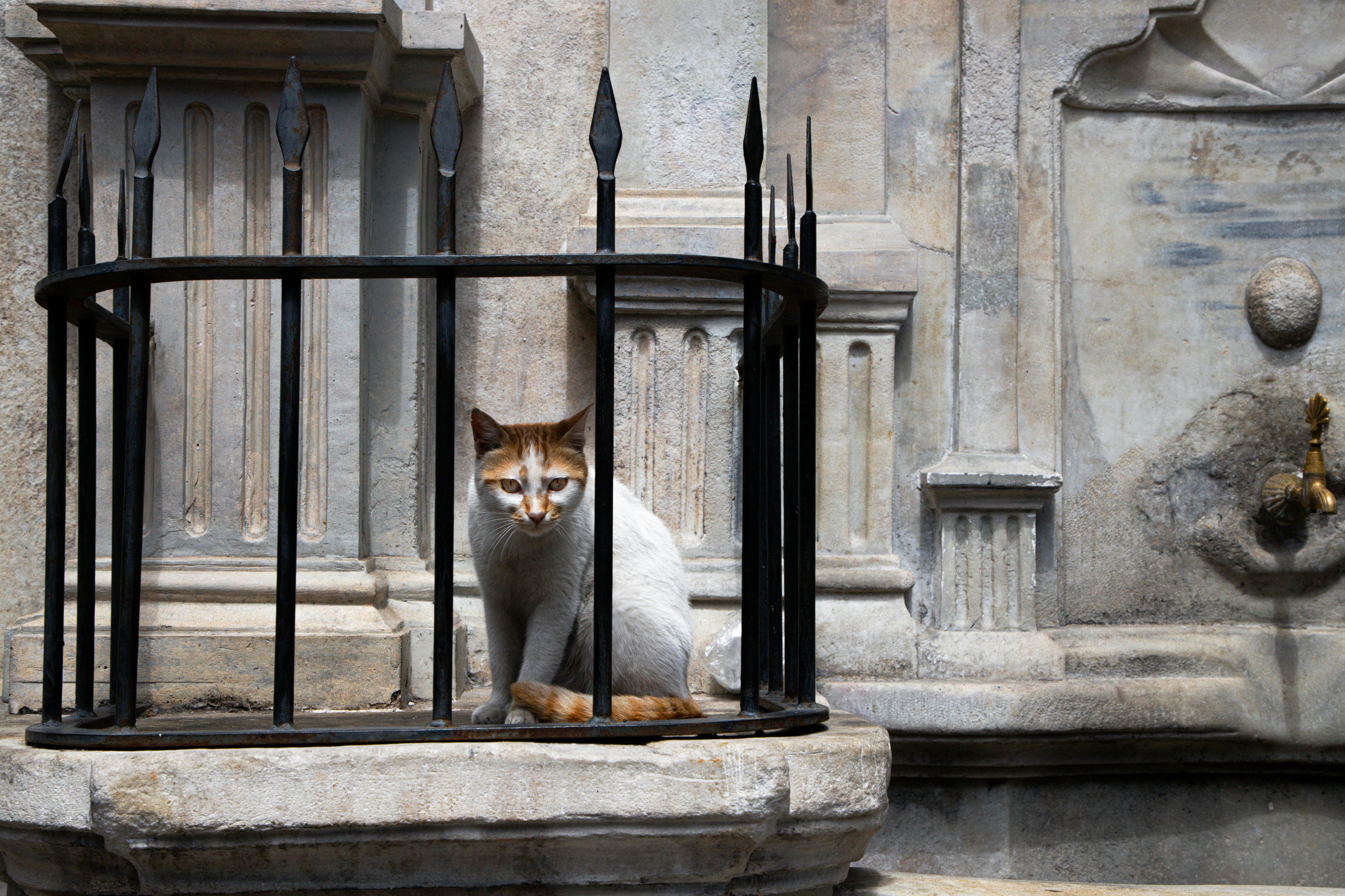 A stray cat sits by a historic fountain in Istanbul, Türkiye, showcasing local architecture.