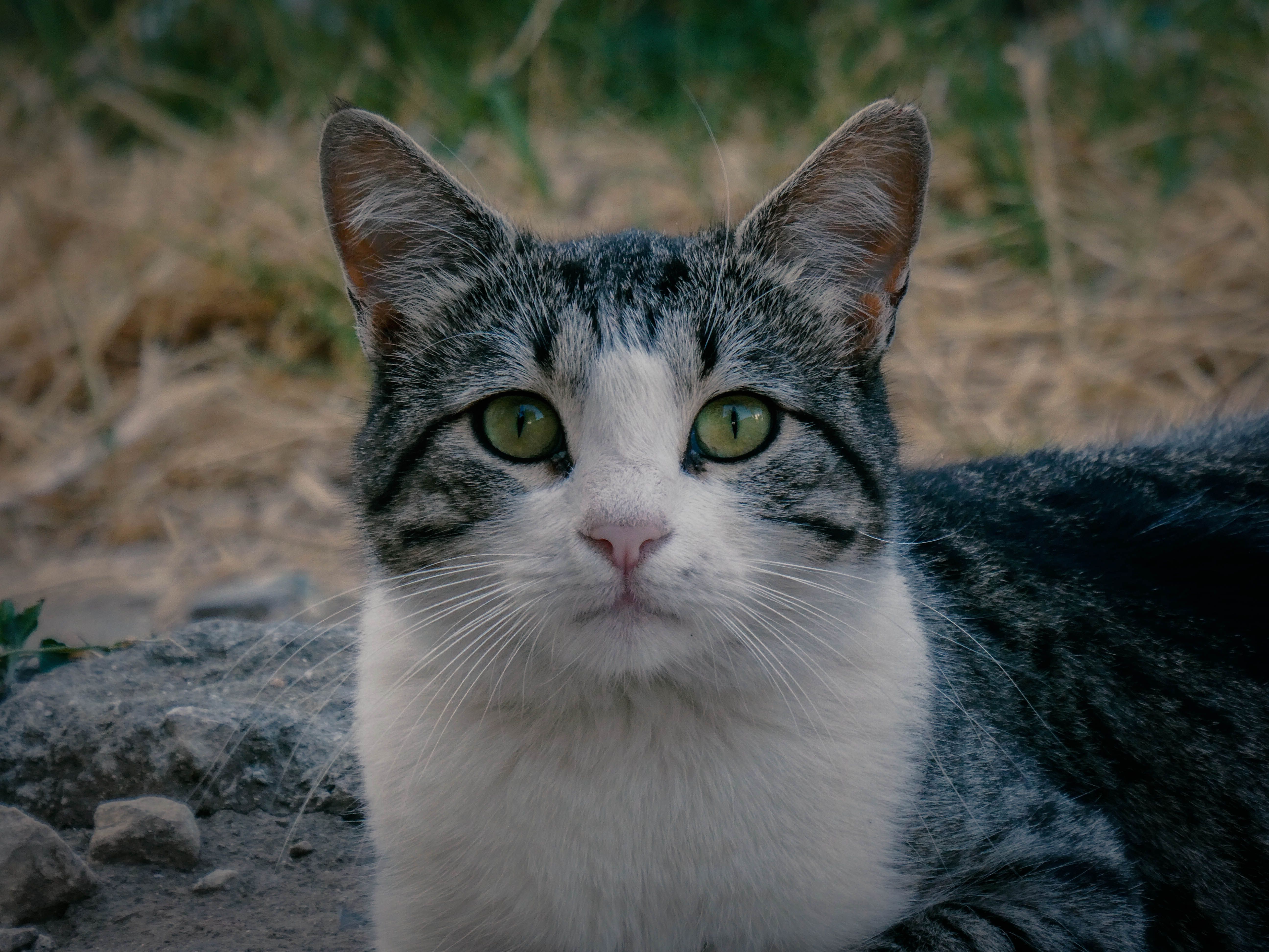 Close-Up Portrait of a Tabby Cat Outdoors · Free Stock Photo
