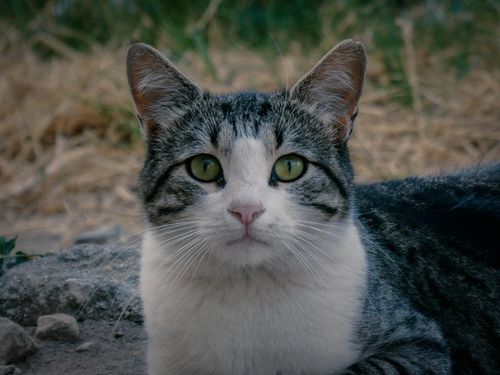 Free A serene outdoor portrait of a tabby cat with vivid green eyes. Stock Photo