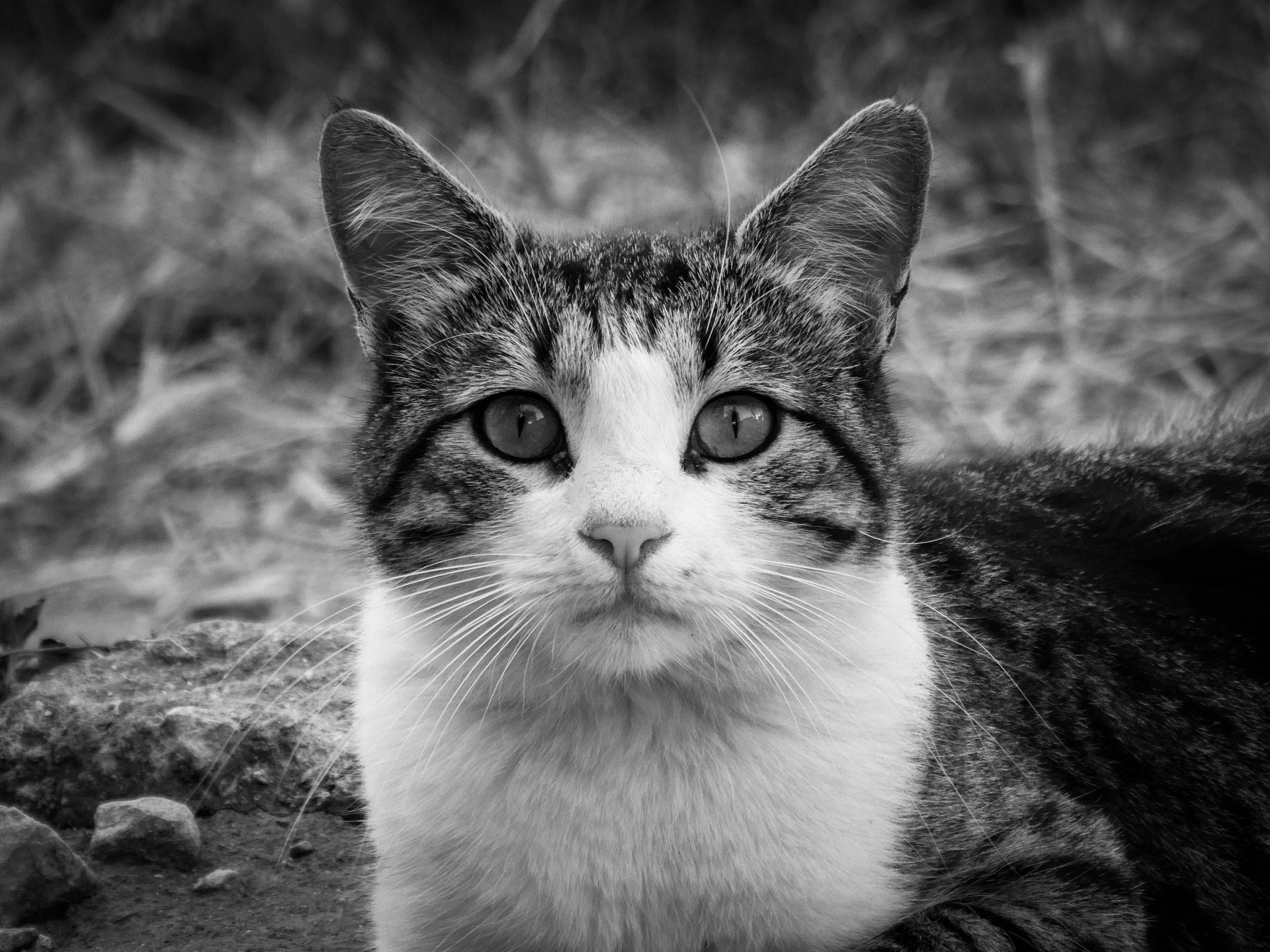 Veterinary care for a cat