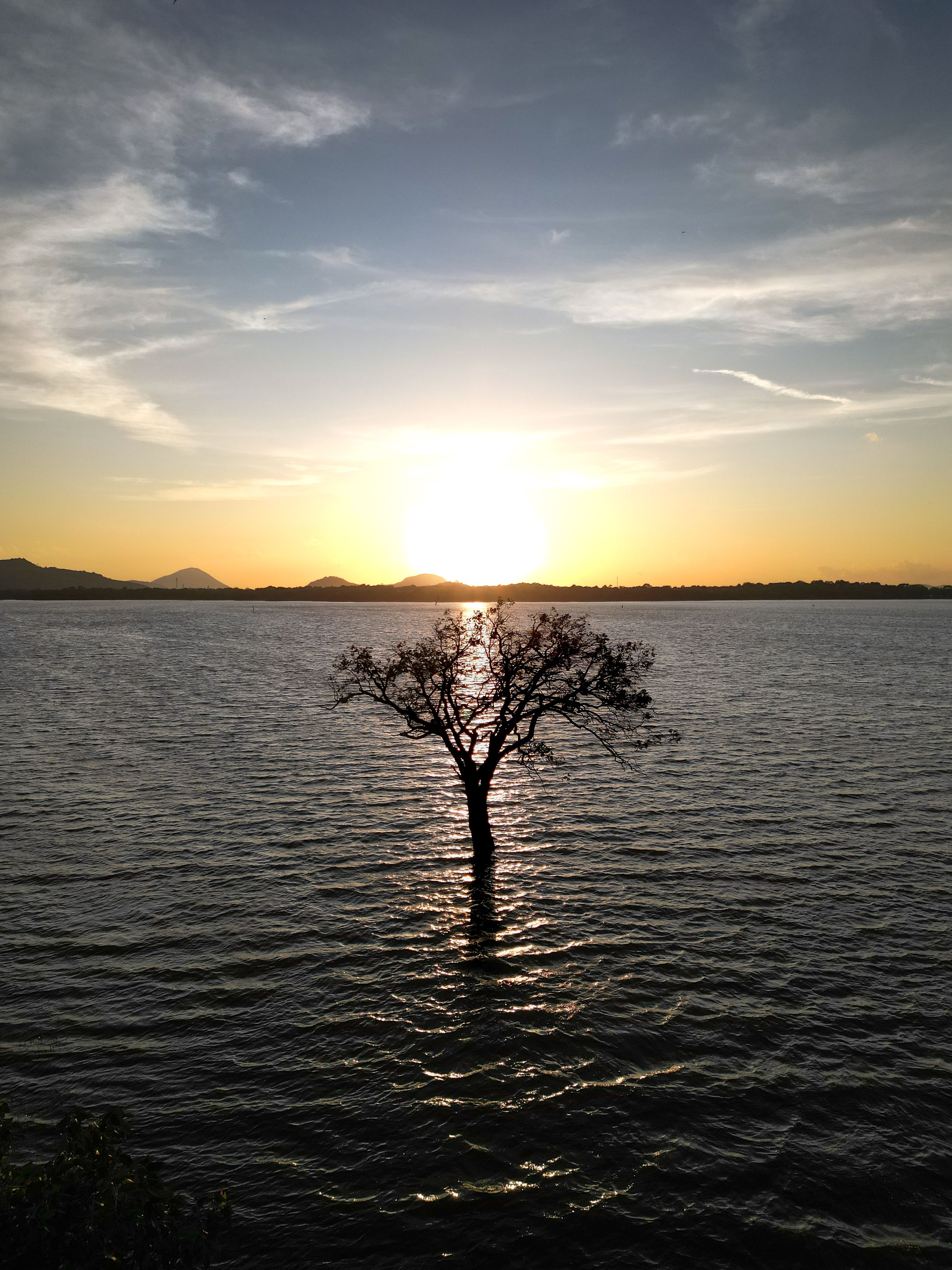 Solitary Tree at Sunrise Over Sri Lankan Lake · Free Stock Photo