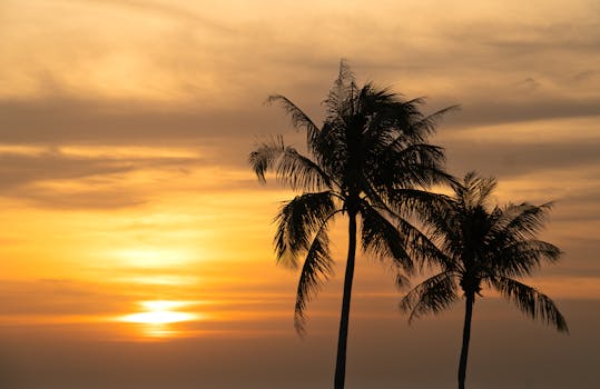Peaceful silhouettes of palm trees against a vibrant Brunei sunset sky.