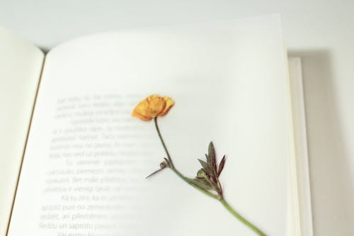 Getrocknete Blume Auf Einer Buchseite
