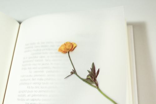Free A dried flower used as a delicate bookmark between open book pages. Stock Photo