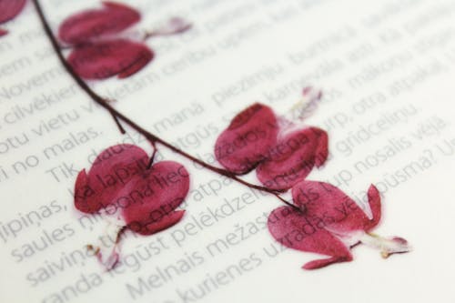 Δωρεάν στοκ φωτογραφιών με floral φόντο, αποξηραμένα άνθη, βιβλίο