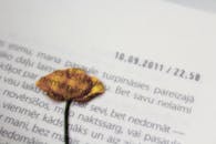 特写镜头中，干花静置于书页旁，书页上印有日期和时间