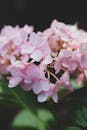 Close-up of Blooming Pink Hydrangeas in Soft Light