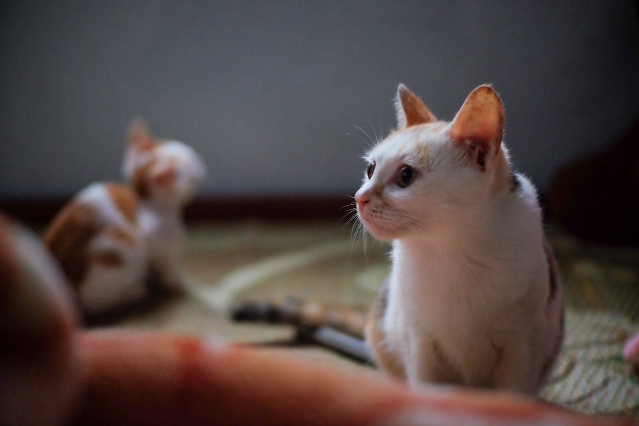 Thiên long bát bộ | Chương 20