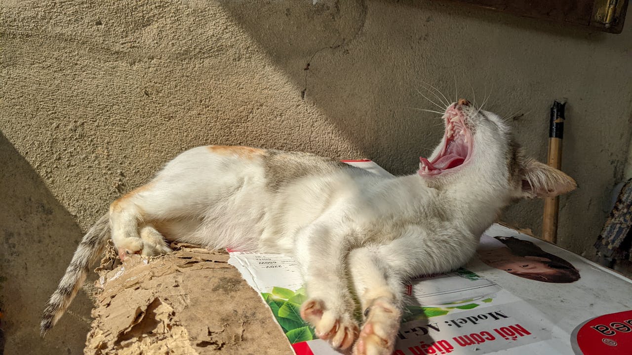 Tại sao người Mỹ vẫn còn sợ chủ nghĩa vô thần?