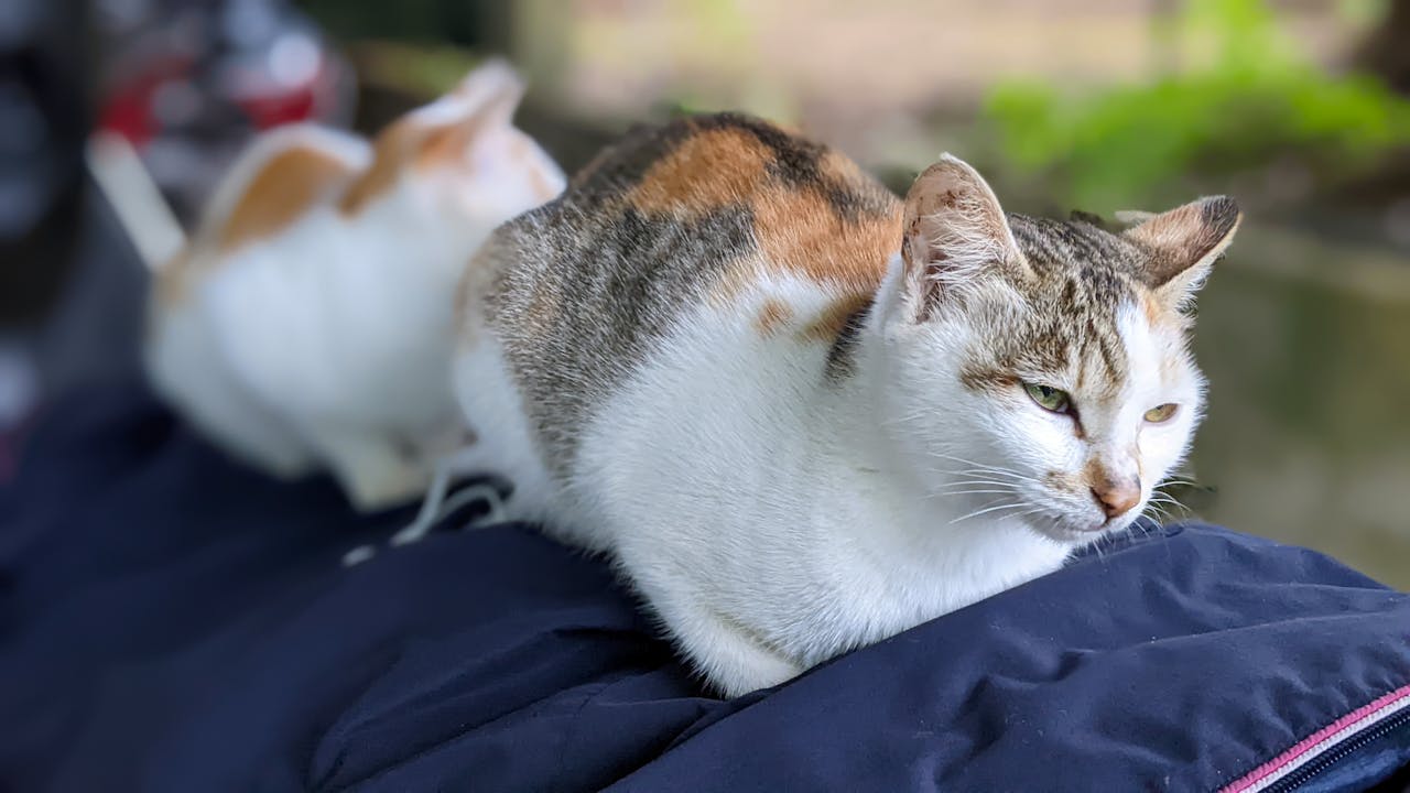 Thám tử lừng danh Conan | Chương 0017