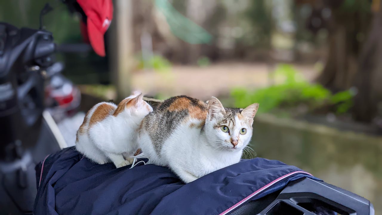 Xác sống thiên nhiên và thần kinh ký sinh học