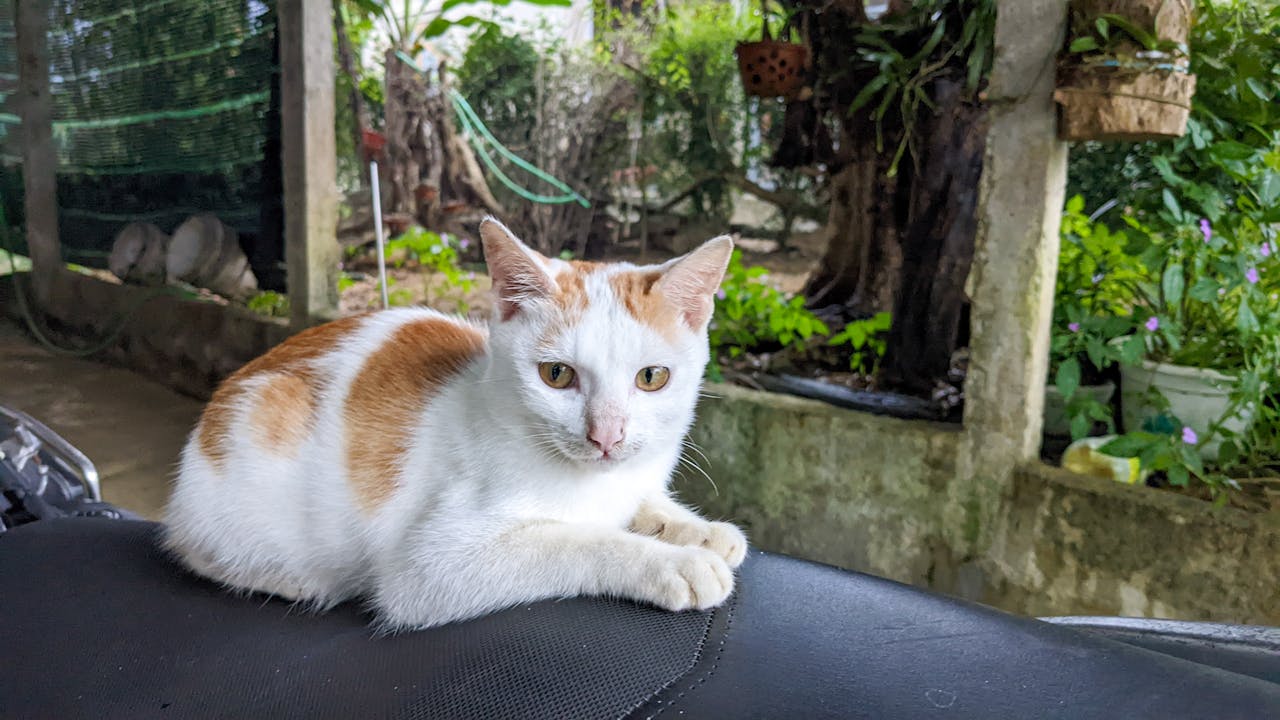 Thiên long bát bộ | Chương 02