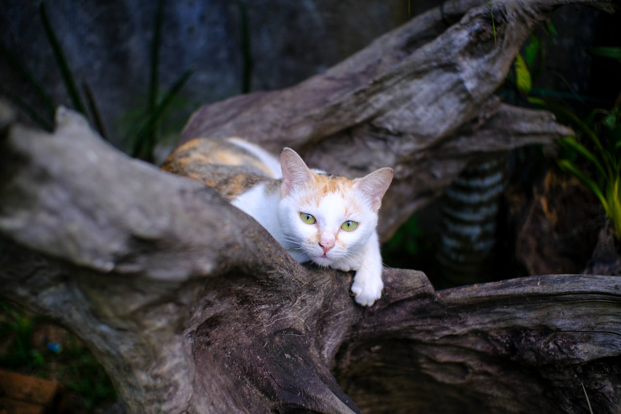 Phá vỡ thông tin sai lệch bằng suy luận sai