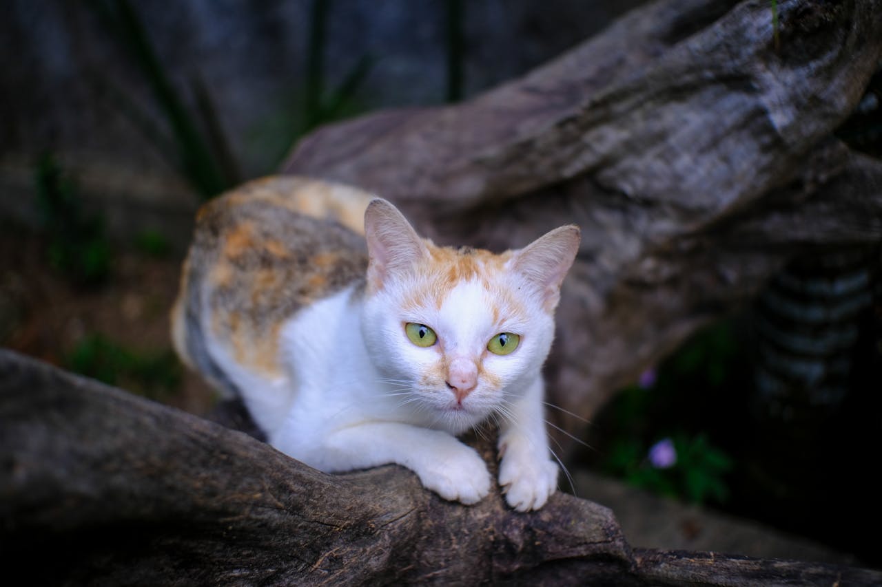 Tài liệu ôn thi tốt nghiệp THPT môn Ngữ văn 2026 – Kiến thức nâng cao về cấu tứ, tứ thơ, tượng trưng