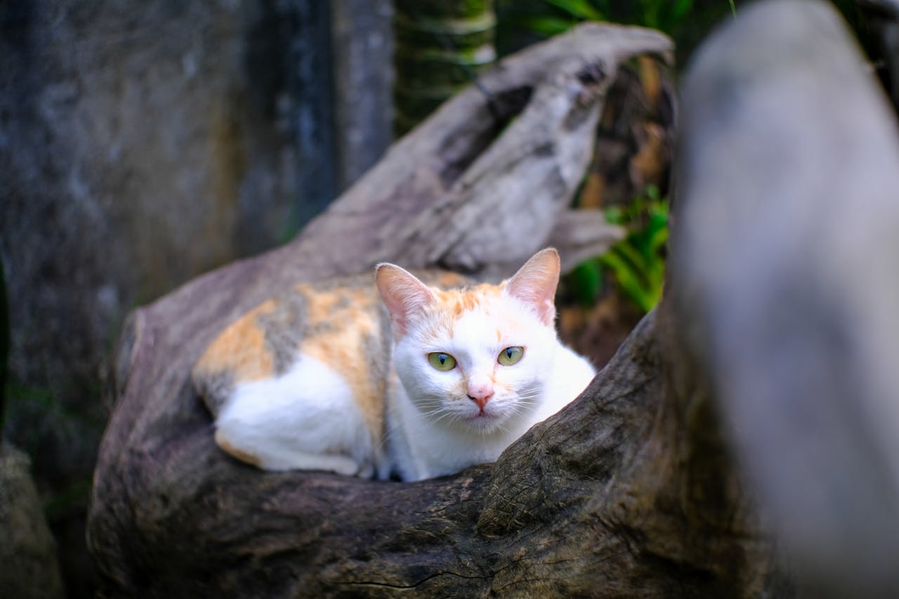 Thám tử lừng danh Conan | Chương 0983