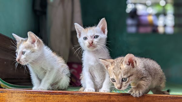 Trung tâm nghiên cứu văn học, phát triển nhà văn Việt Nam