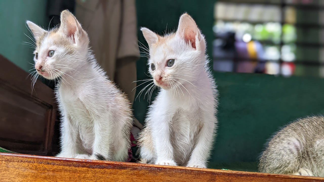 Thực phẩm healthy thực ra khởi nguồn từ một giáo phái