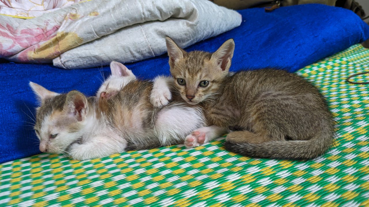 Triết học cổ đại dẫn đến cuộc sống tốt đẹp