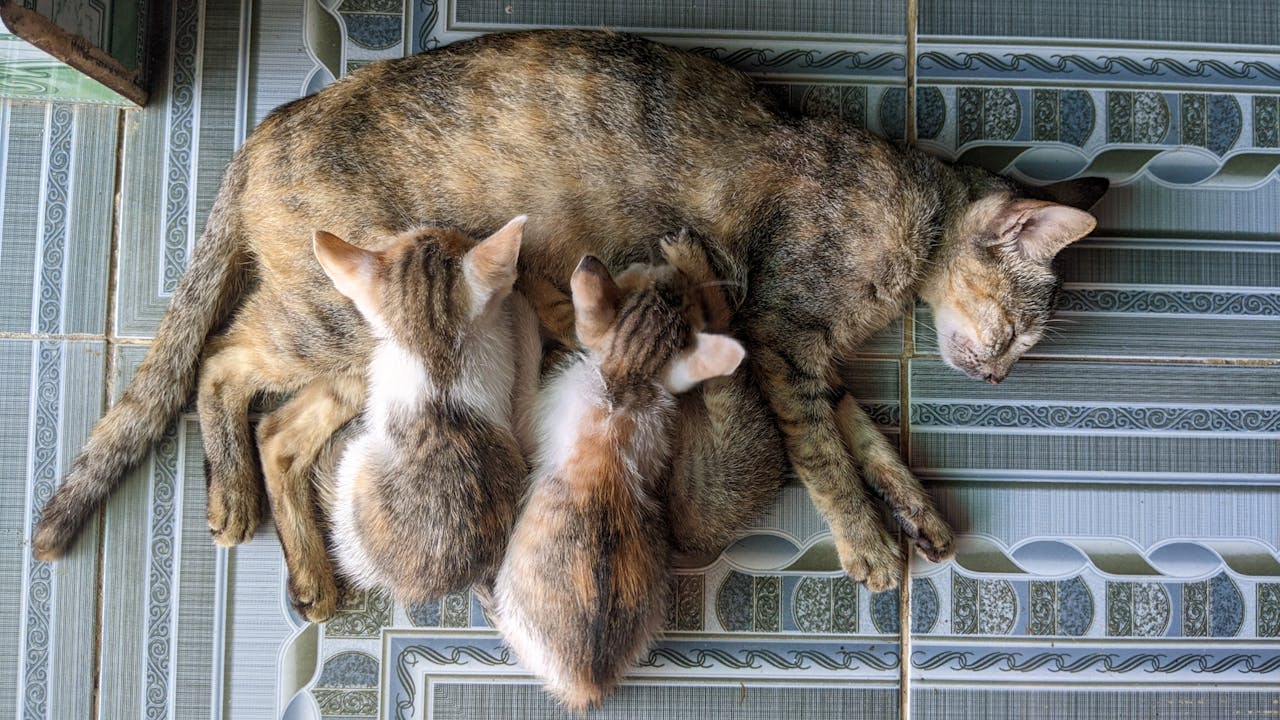 Chim lửa | Chương 42