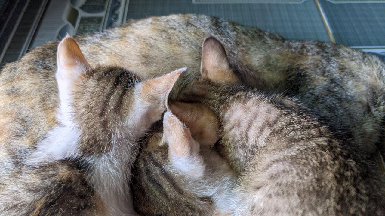 Thám tử lừng danh Conan | Chương 1049