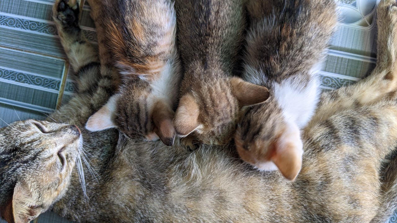 Cẩm nang du lịch Tam Đảo