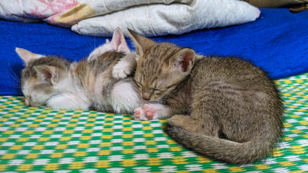 Freakonomics và chiến lược ra quyết định khó khăn