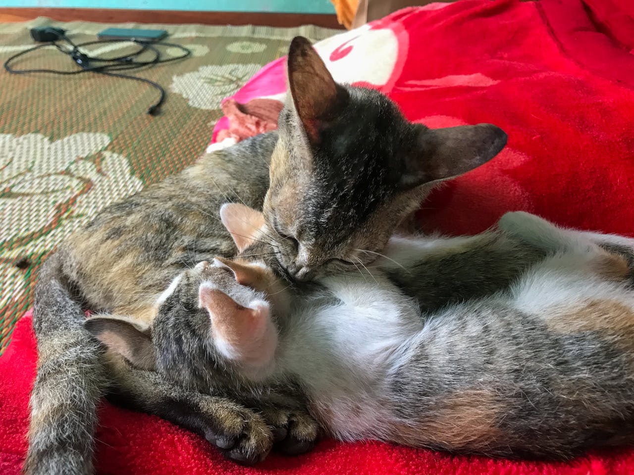 Hiểu về trái tim | Chương 50