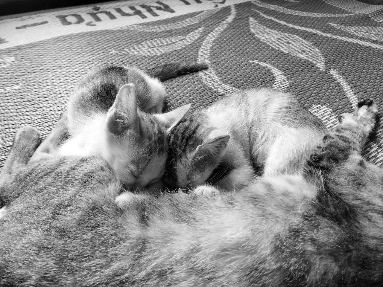 Viết đoạn văn giới thiệu bản thân khi phỏng vấn