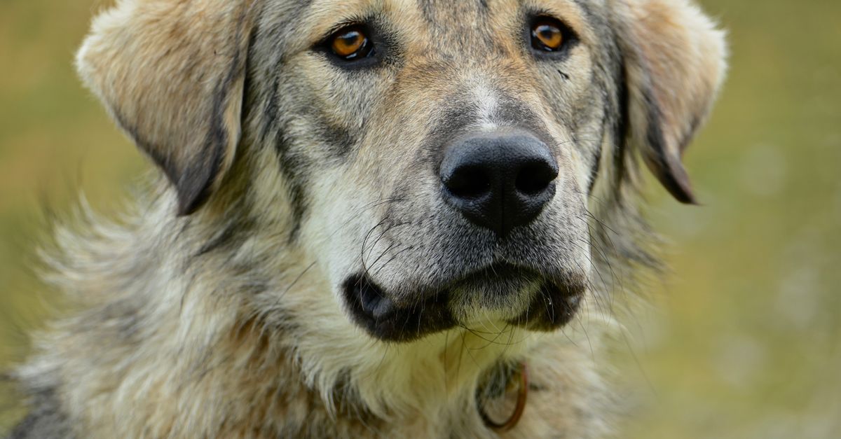 Does Pet Insurance Cover Pre-Existing Conditions? A Complete Guide for Senior Pet Owners