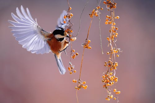 Free Brown and Grey Hummingbird Hovering over Orange Fruit Stock Photo