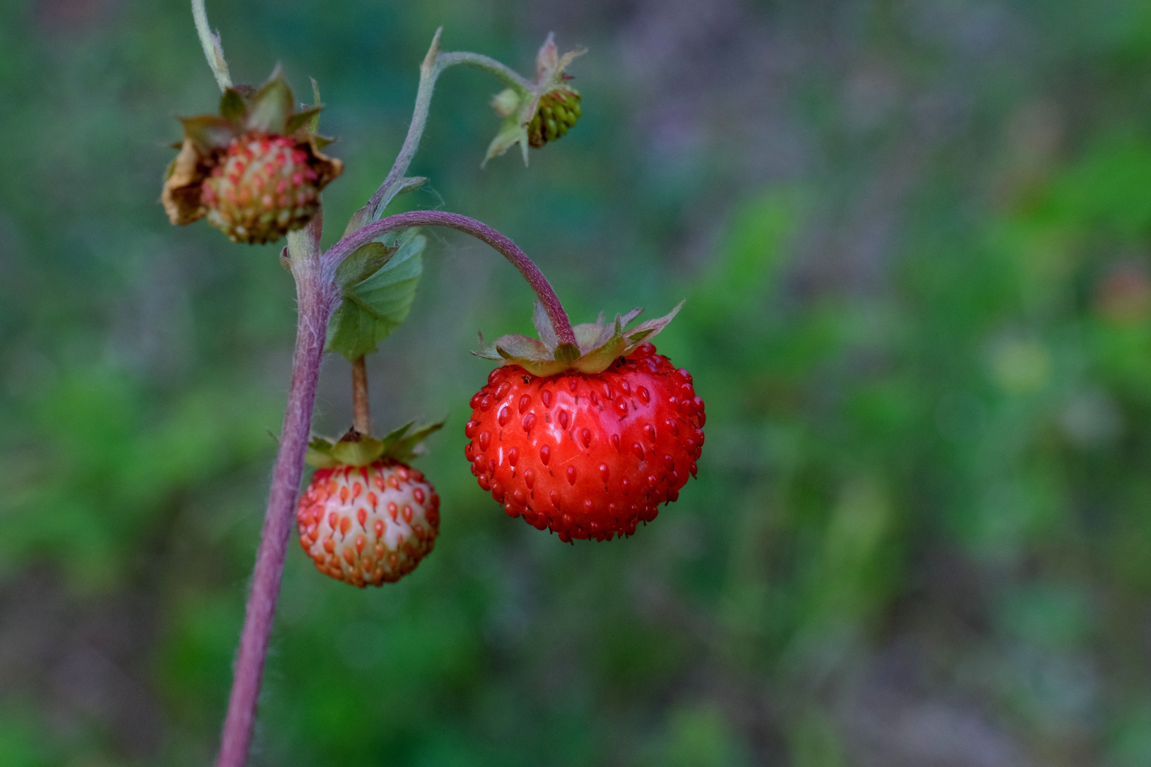 Close-Up of Wild Strawberries in Lush Greenery · Free Stock Photo