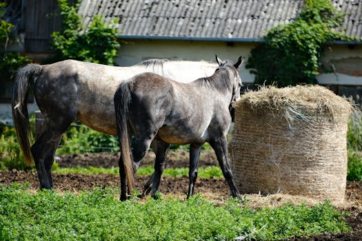 Animal Care Assistant