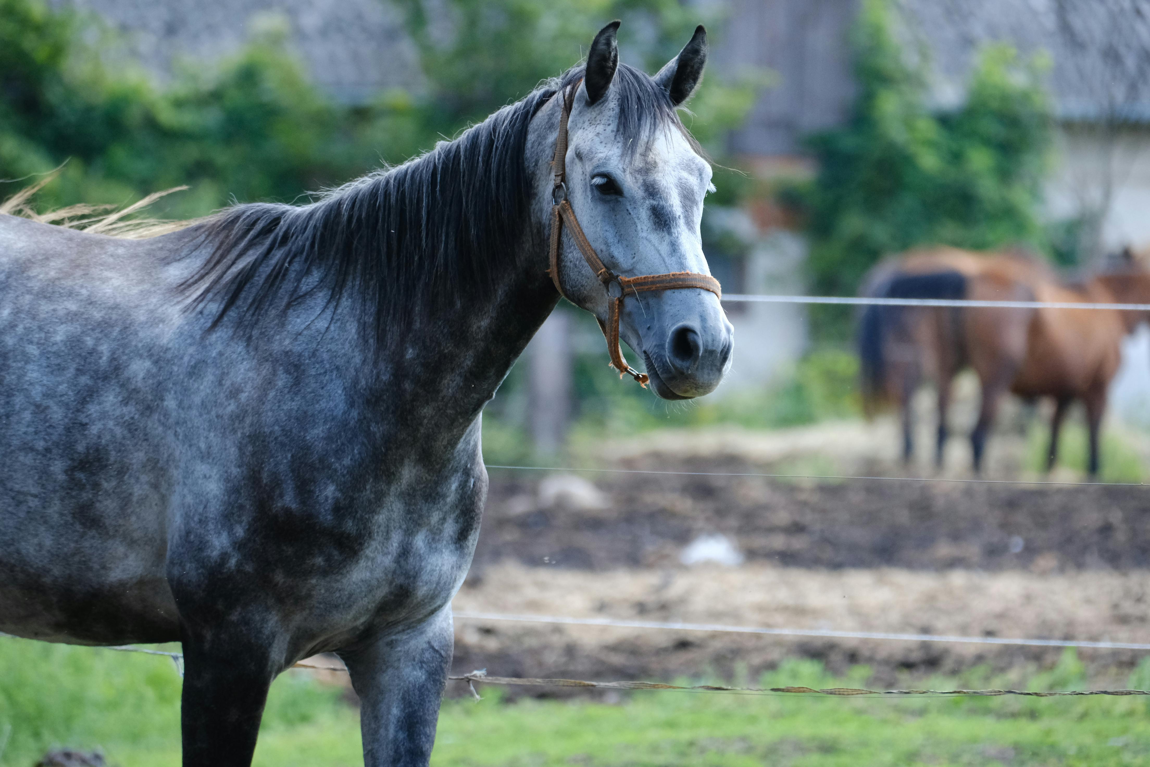 A serene gray horse standing in a lush green pasture, exuding calmness and beauty.