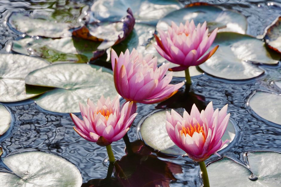 Monet painted the lily pond at Giverny for nearly thirty years