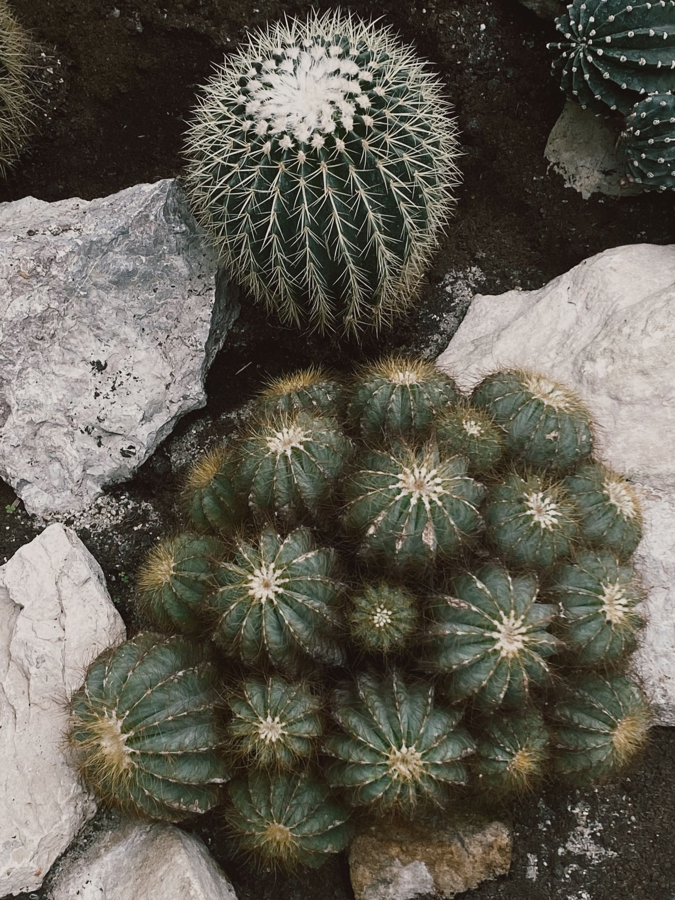 Detailed close-up of different cactus species among rocks, showcasing natural textures and forms.