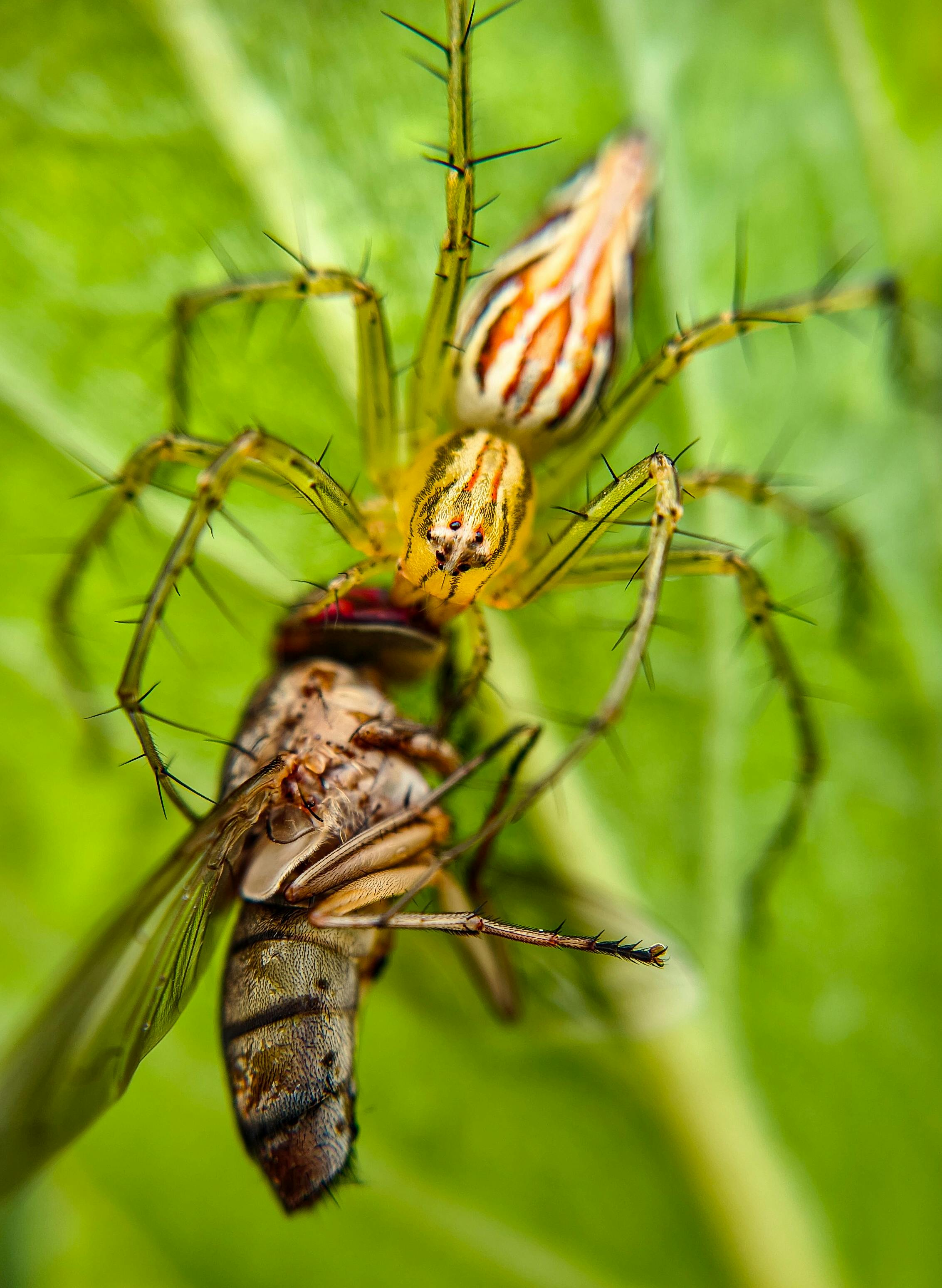 ฟรี ภาพถ่ายมาโครโดยละเอียดของแมงมุมที่กำลังจับภาพแมลงบนใบไม้สีเขียว คลังภาพถ่าย